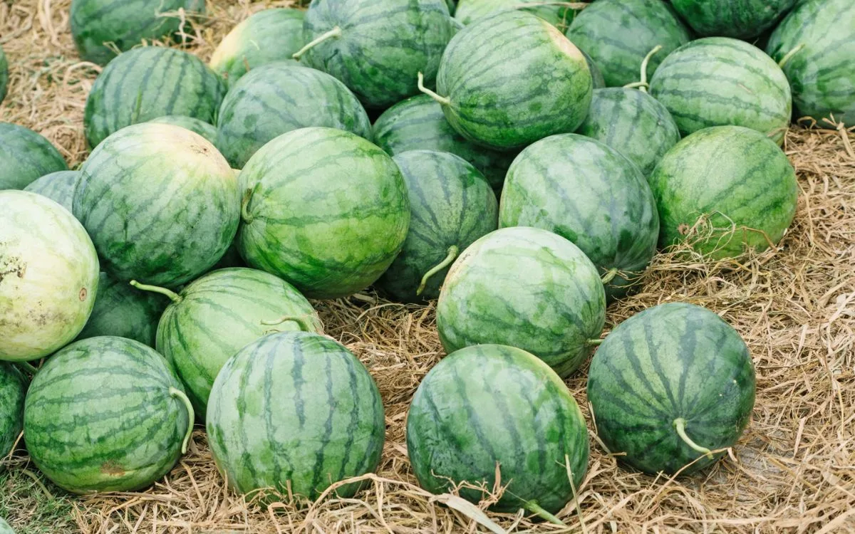 How to pick a watermelon in the field