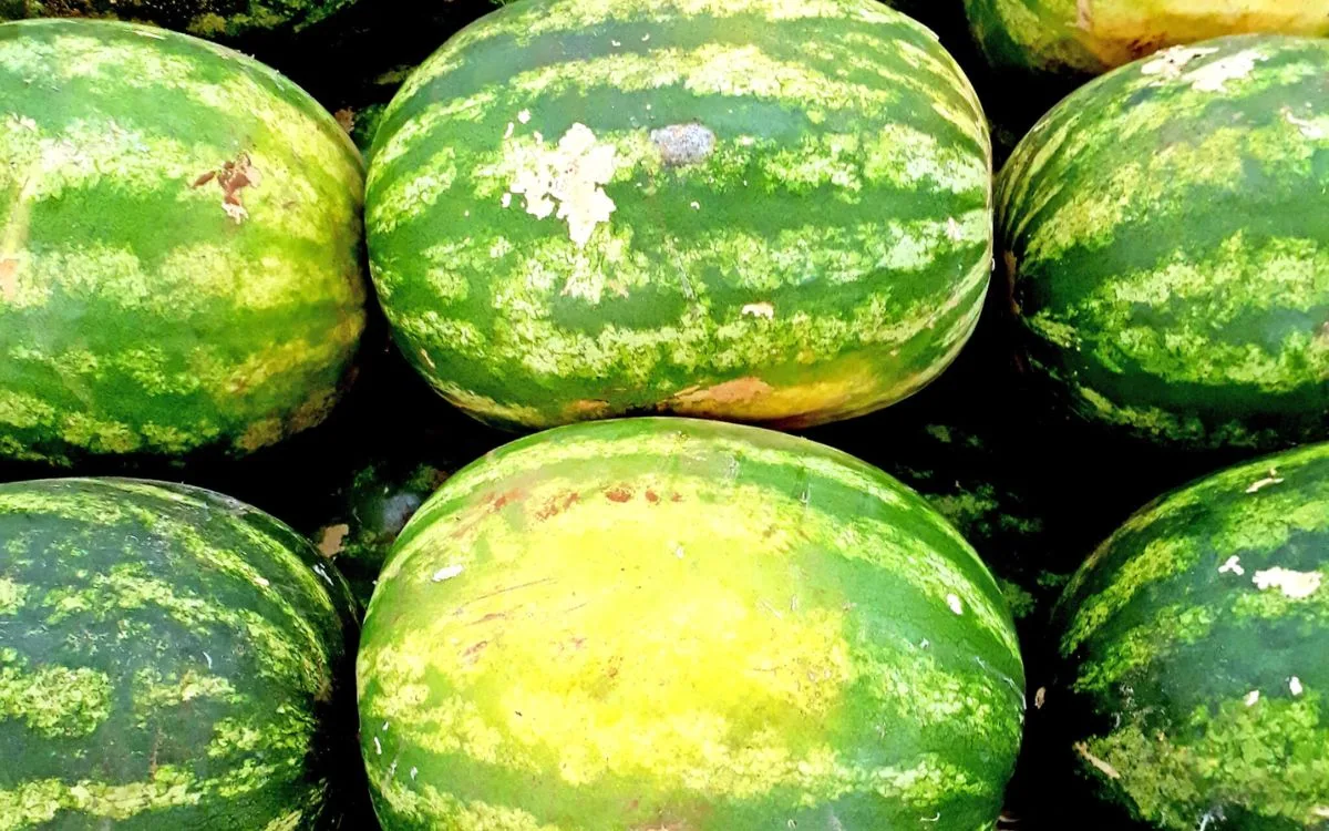 How to pick a watermelon -