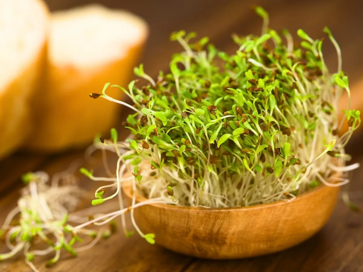foods that start with A - alfalfa sprouts